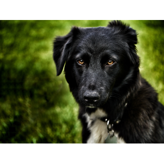 Unser Bürohund Aila